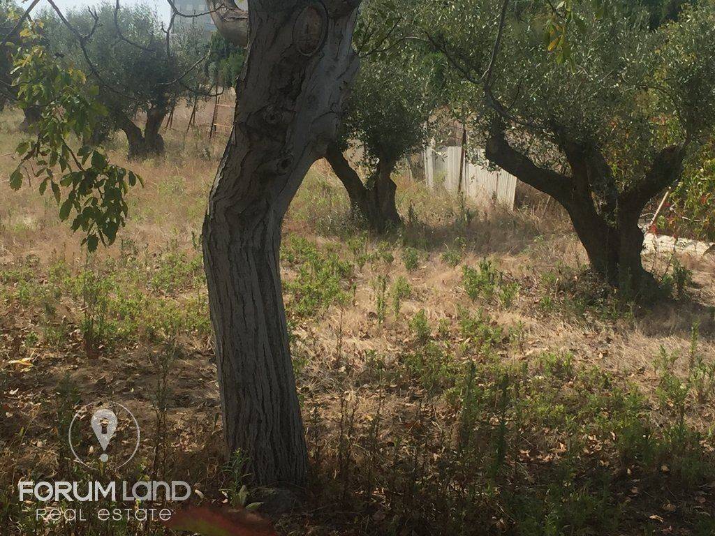 Forumland Real Estate, 5.000τμ αγροτεμάχιο