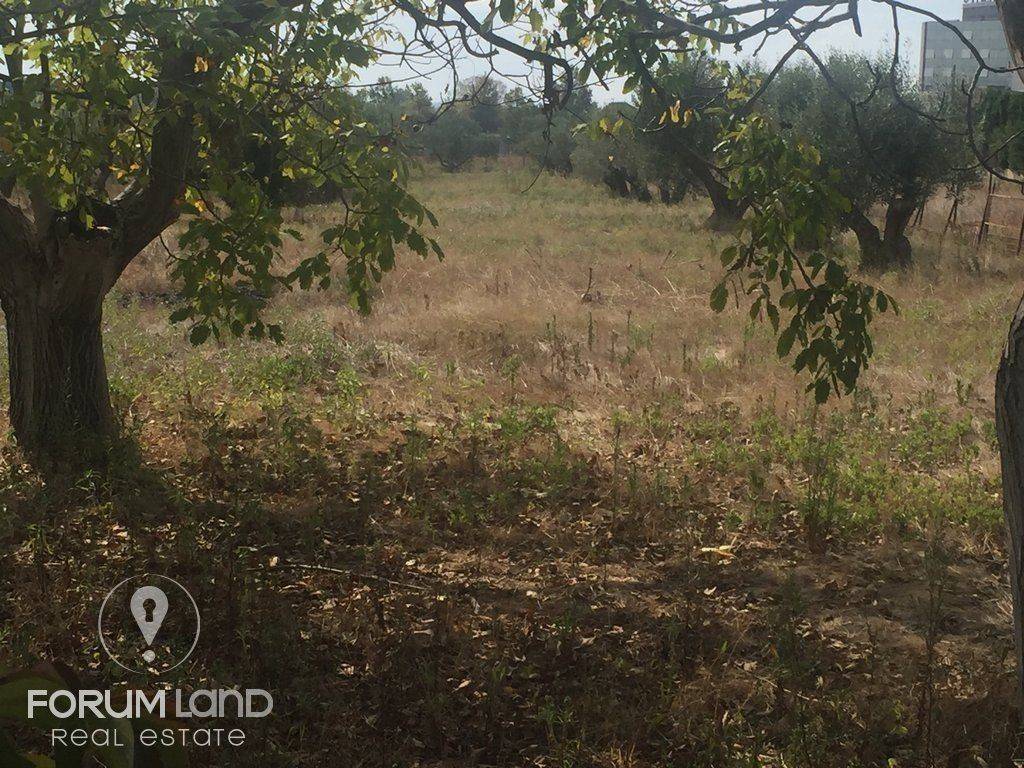 Forumland Real Estate, 5.000τμ αγροτεμάχιο