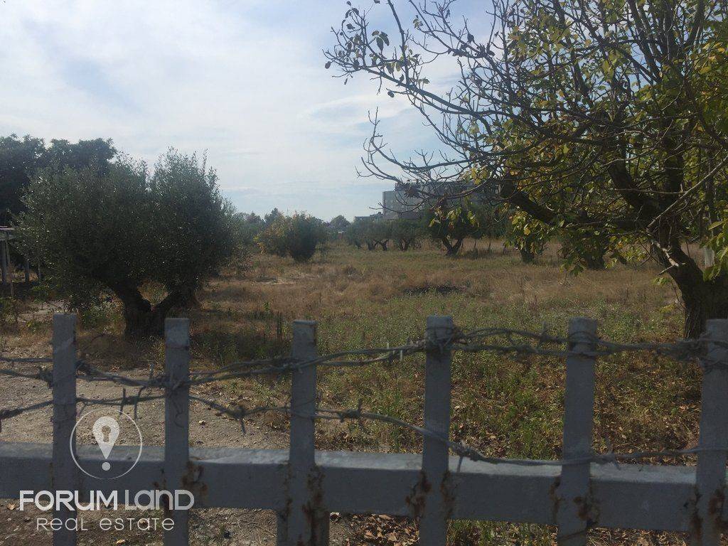 Forumland Real Estate, 5.000τμ αγροτεμάχιο