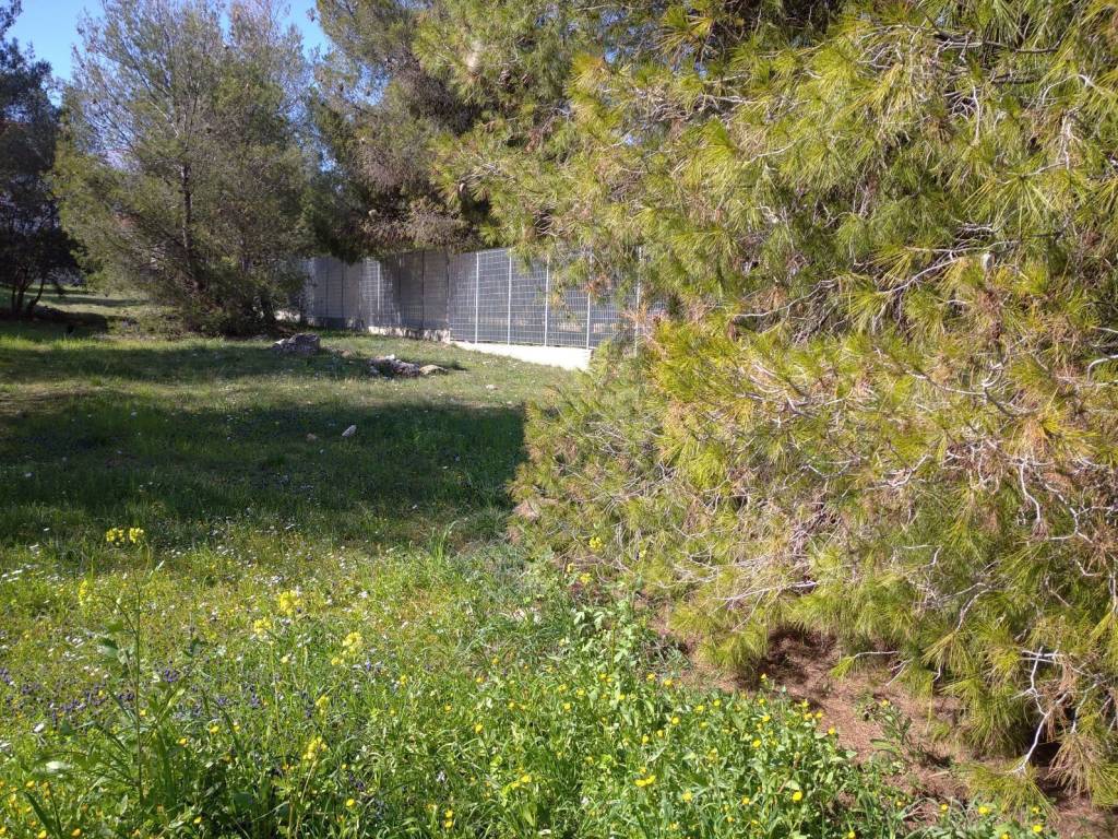 Άποψη Δεξιάς Πλευράς Οικοπέδου