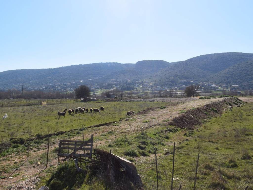 ΑΠΟΨΗ ΟΙΚΟΠΕΔΟΥ