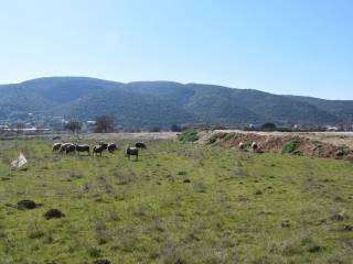 ΑΠΟΨΗ ΟΙΚΟΠΕΔΟΥ