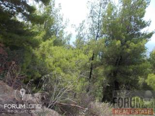 Forumland Real Estate, Aγροτεμάχιο 29.576τμ