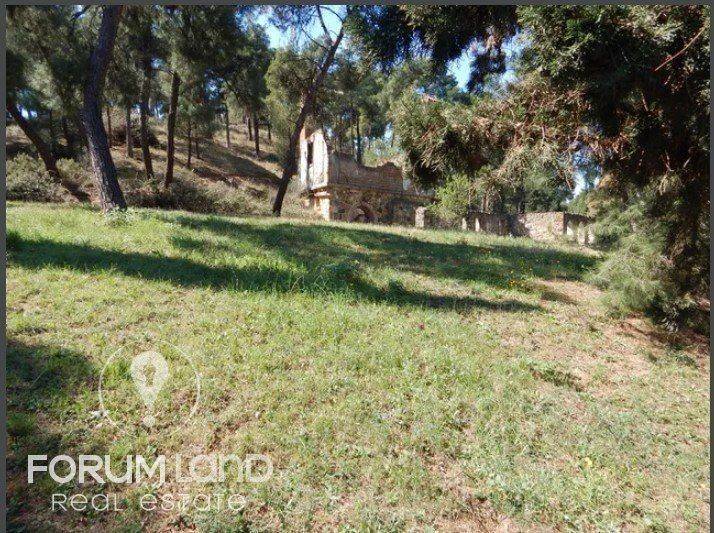 Forumland Real Estate, Aγροτεμάχιο 29.576τμ