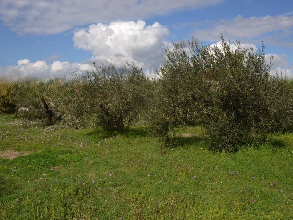 ΑΠΟΨΗ ΟΙΚΟΠΕΔΟΥ