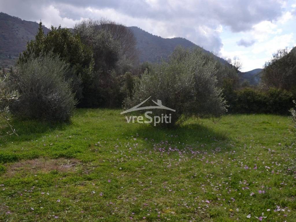 ΑΠΟΨΗ ΟΙΚΟΠΕΔΟΥ