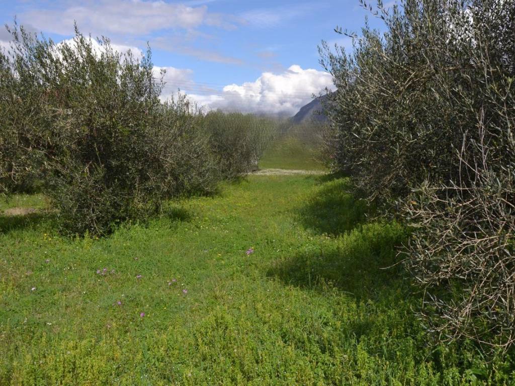 ΑΠΟΨΗ ΟΙΚΟΠΕΔΟΥ