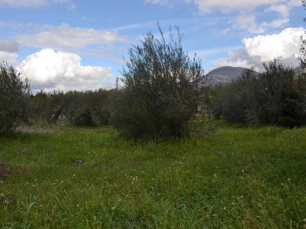 ΑΠΟΨΗ ΟΙΚΟΠΕΔΟΥ