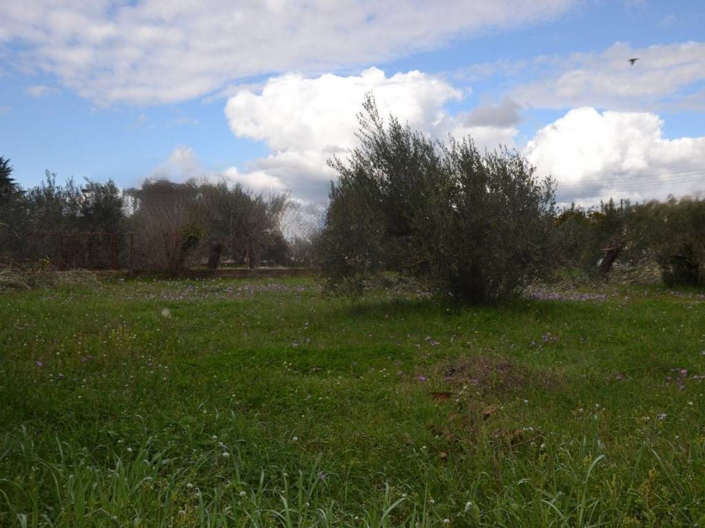 ΑΠΟΨΗ ΟΙΚΟΠΕΔΟΥ