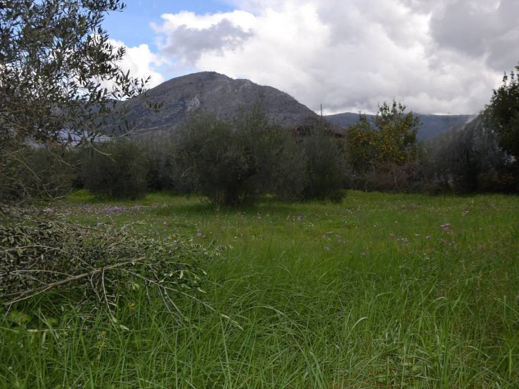 ΑΠΟΨΗ ΟΙΚΟΠΕΔΟΥ