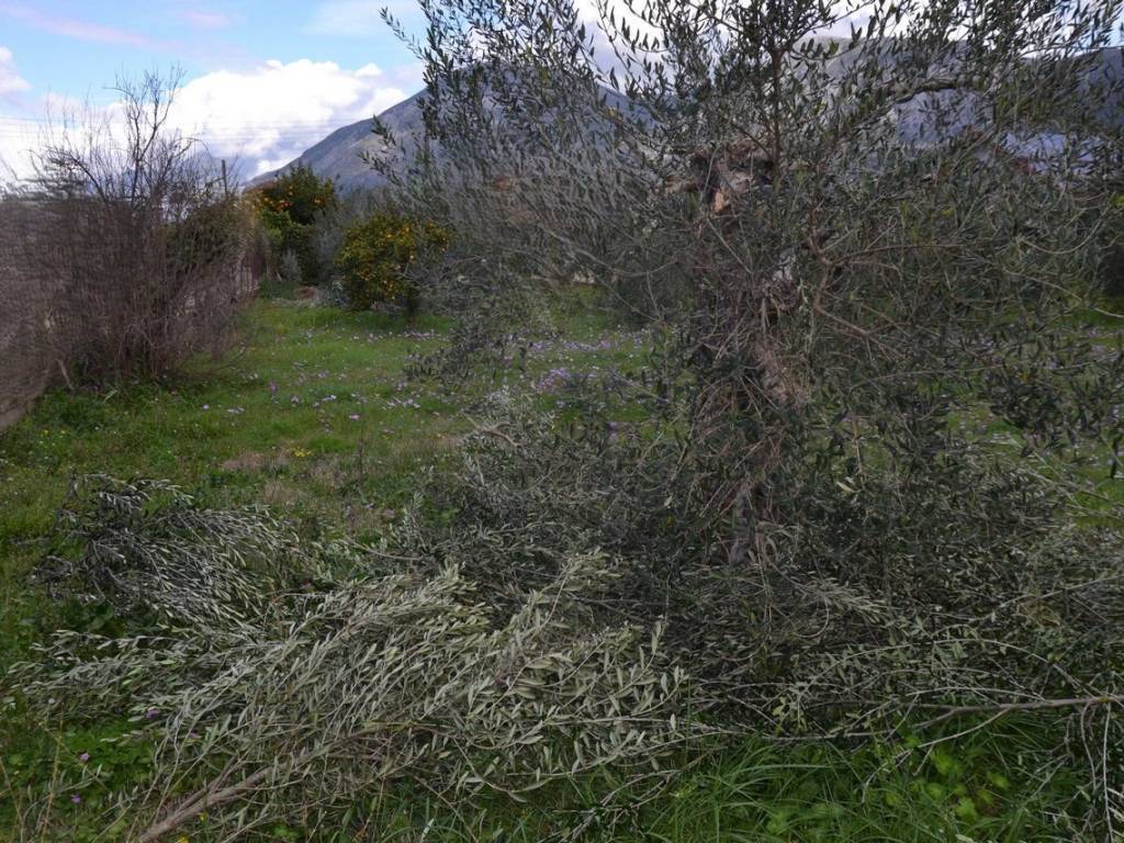 ΑΠΟΨΗ ΟΙΚΟΠΕΔΟΥ