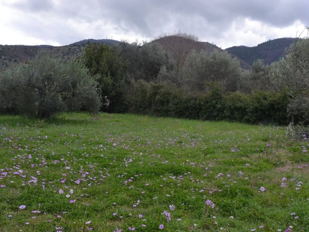 ΑΠΟΨΗ ΟΙΚΟΠΕΔΟΥ