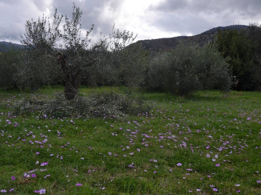 ΑΠΟΨΗ ΟΙΚΟΠΕΔΟΥ