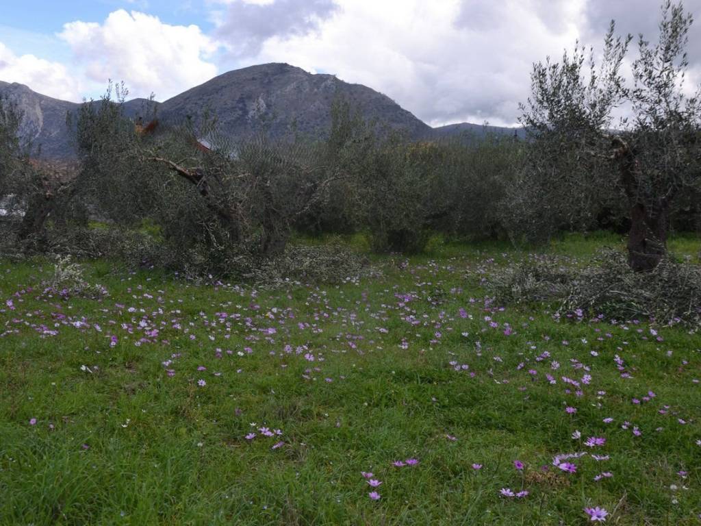 ΑΠΟΨΗ ΟΙΚΟΠΕΔΟΥ
