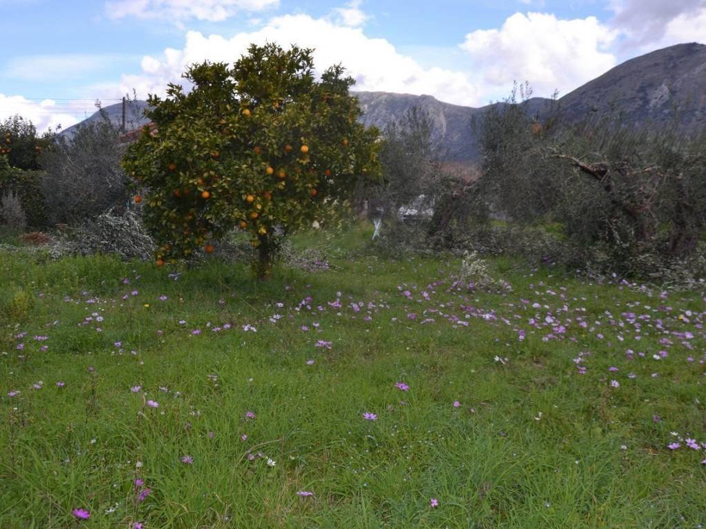 ΑΠΟΨΗ ΟΙΚΟΠΕΔΟΥ