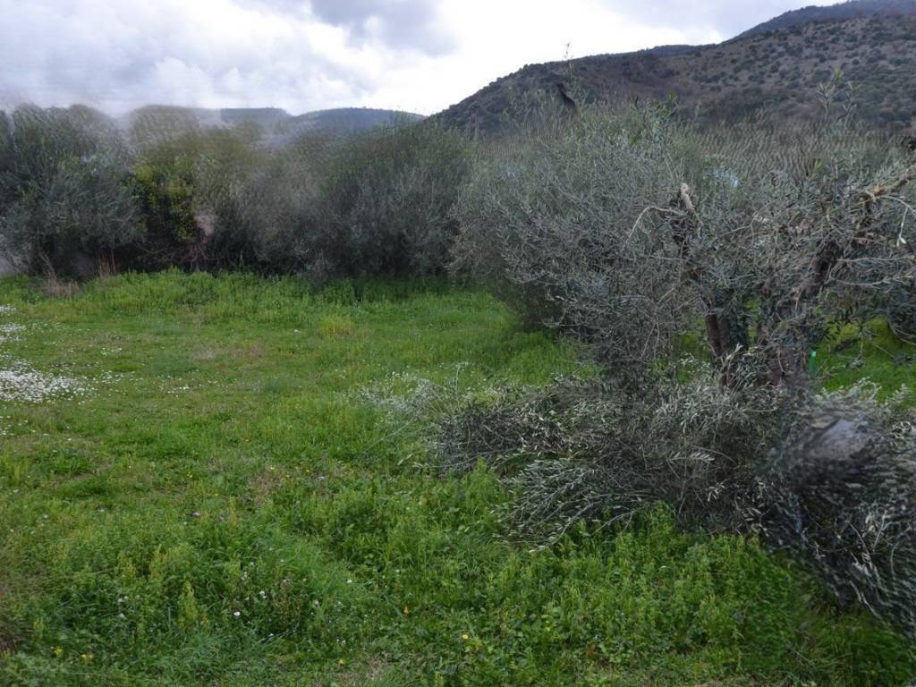 ΑΠΟΨΗ ΟΙΚΟΠΕΔΟΥ