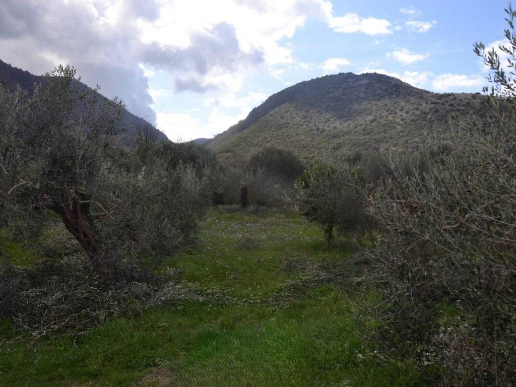 ΑΠΟΨΗ ΟΙΚΟΠΕΔΟΥ