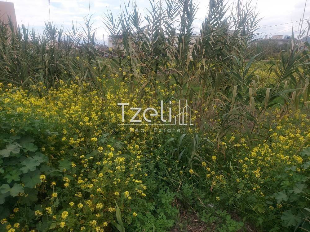 Άποψη οικοπέδου