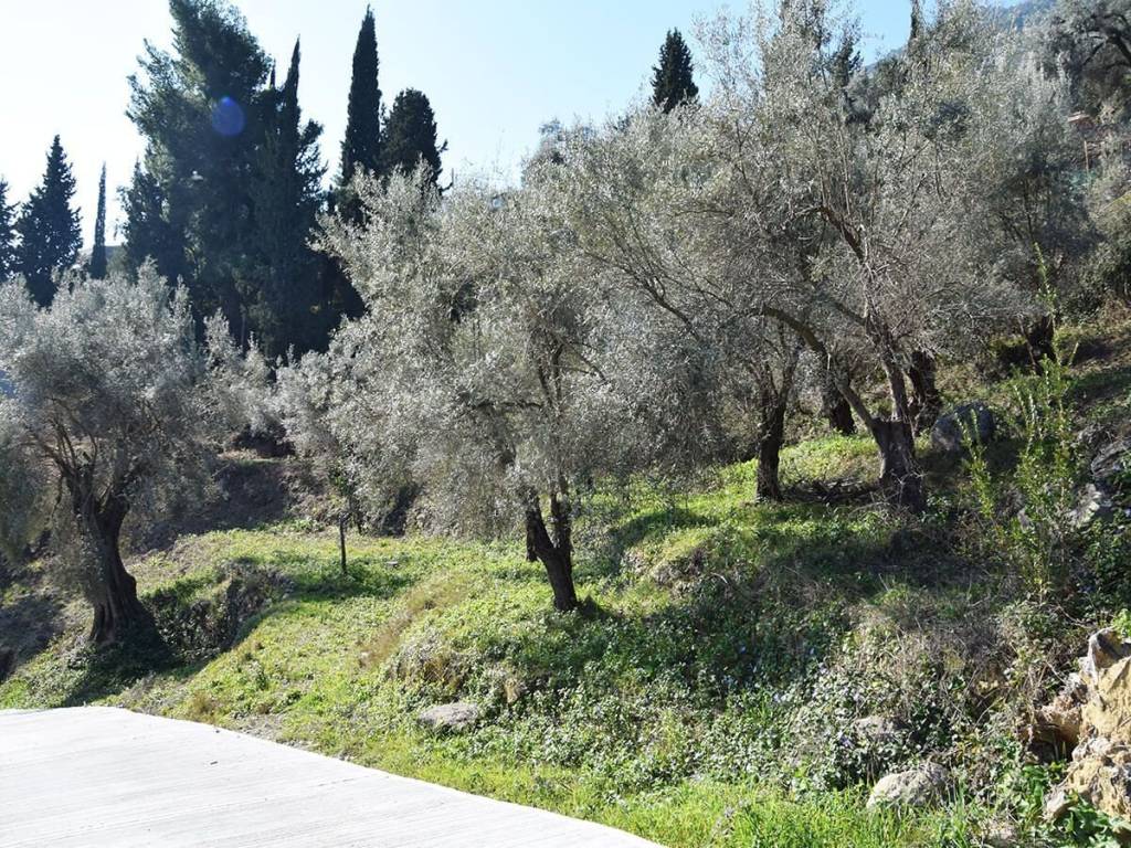 Το οικόπεδο