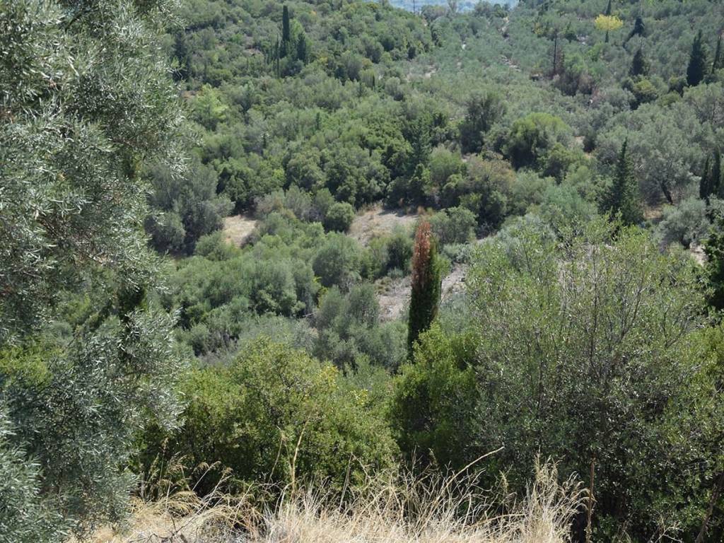 Το οικόπεδο