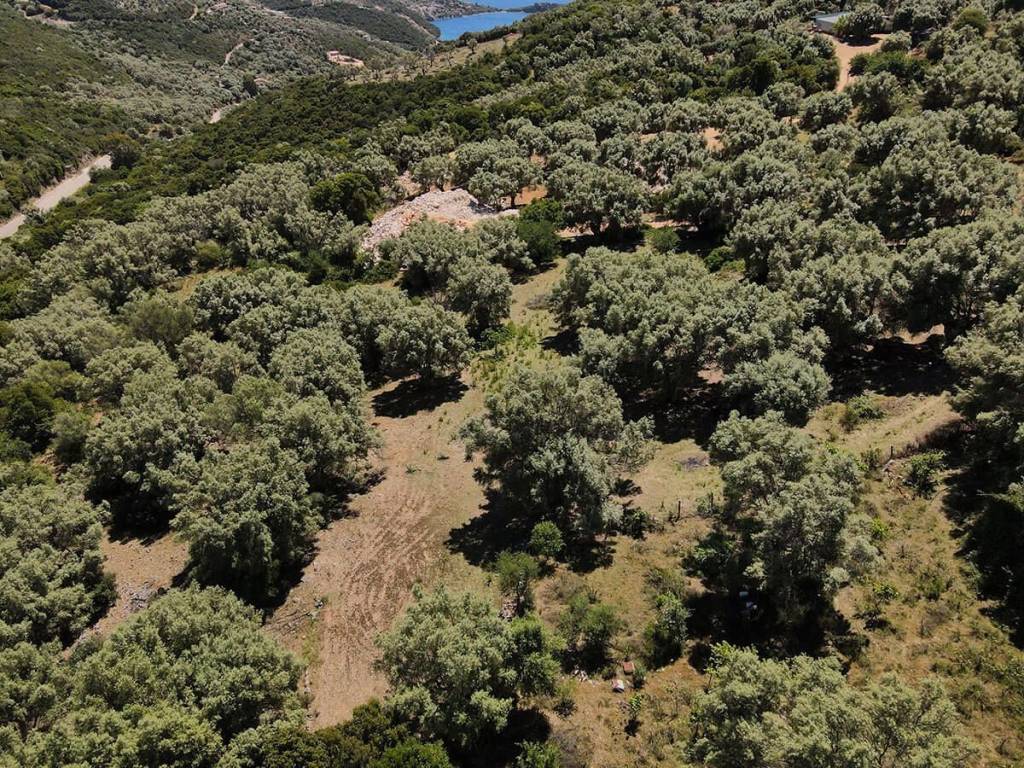 Η θεά από το αγροτεμάχιο