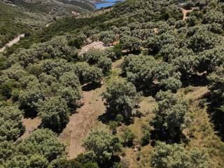 Η θεά από το αγροτεμάχιο