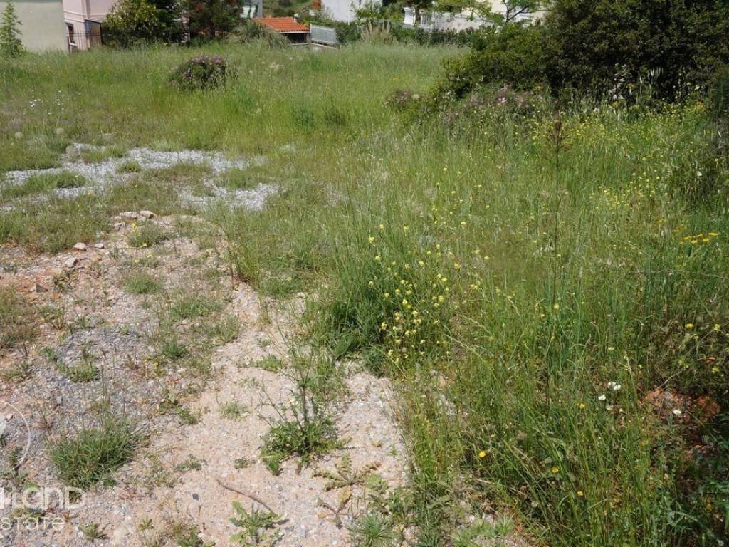 Forumland Real Estate, Οικόπεδο