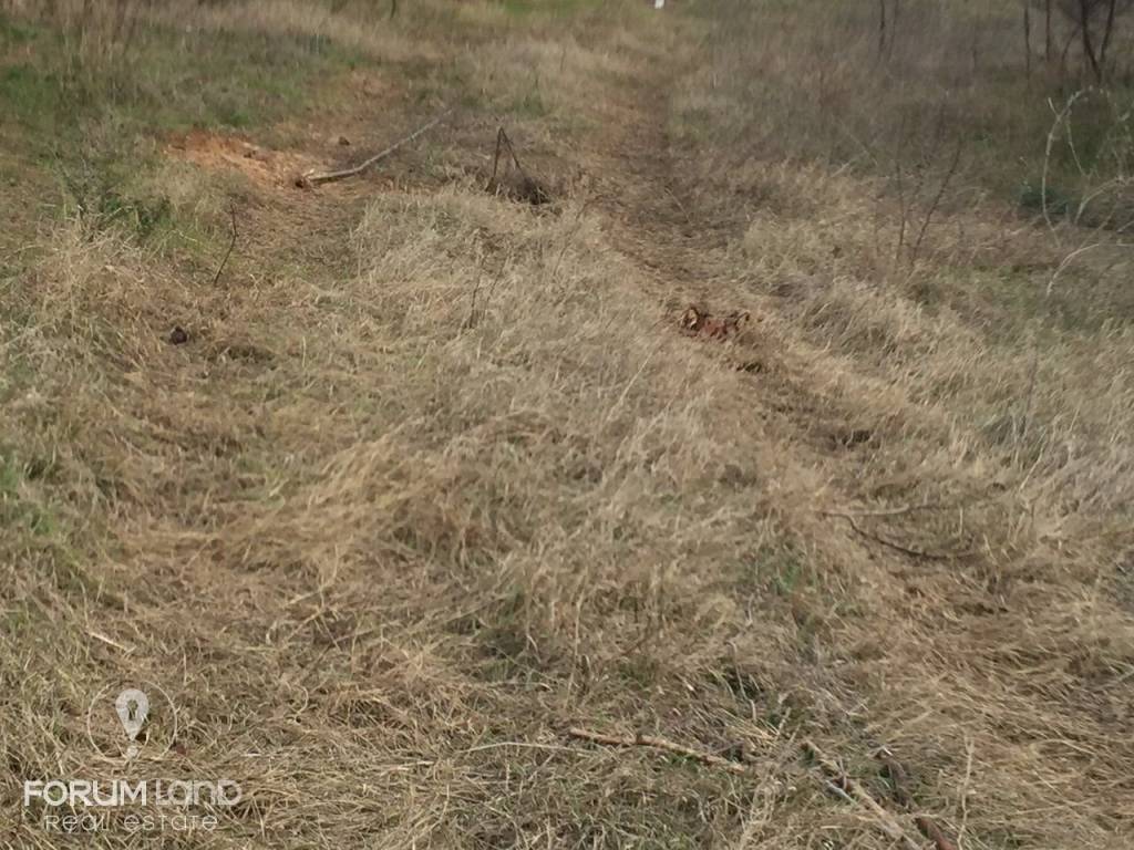 Forumland Real Estate, οικόπεδο