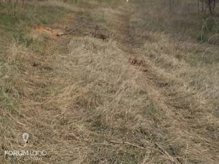 Forumland Real Estate, οικόπεδο