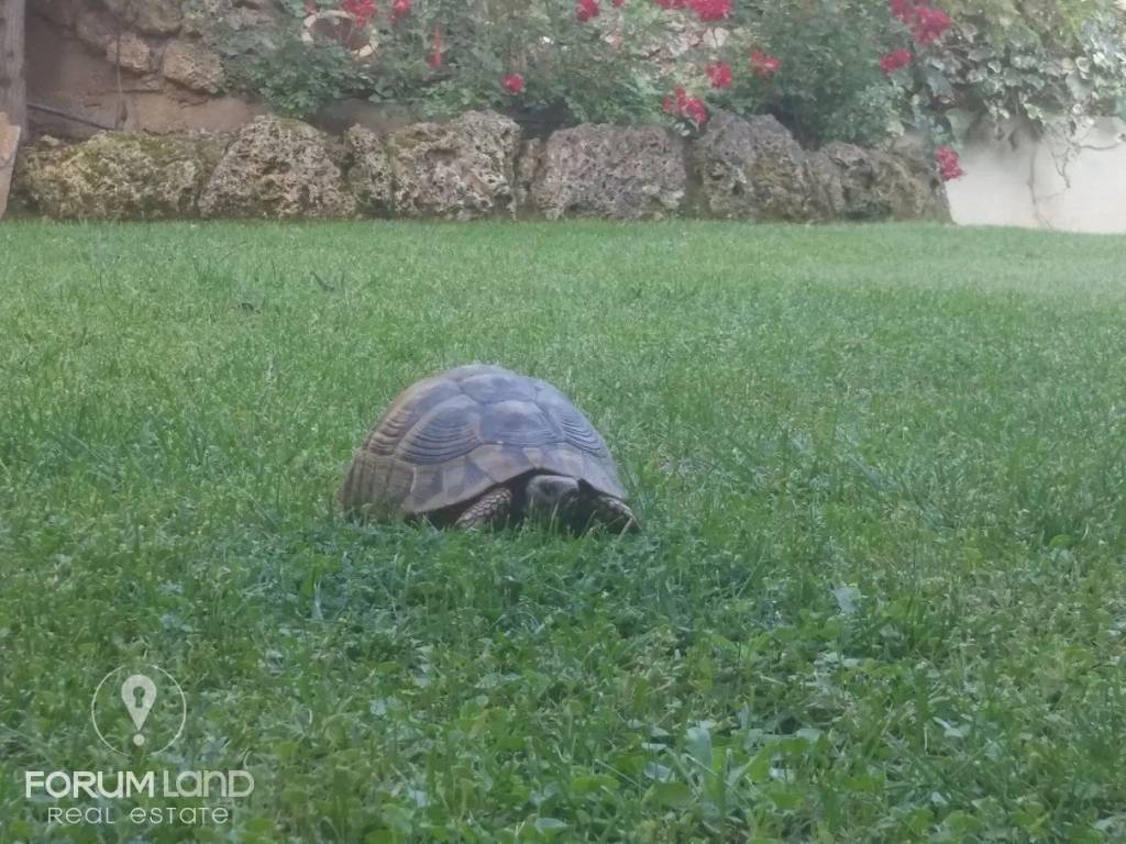 Forumland Real Estate, Κήπος