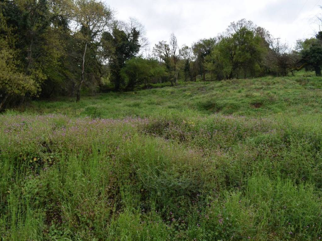 ΑΠΟΨΗ ΟΙΚΟΠΕΔΟΥ