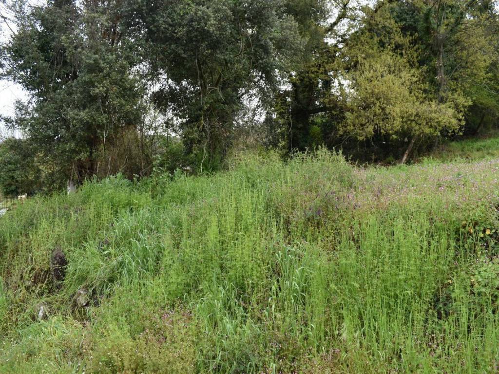 ΑΠΟΨΗ ΟΙΚΟΠΕΔΟΥ