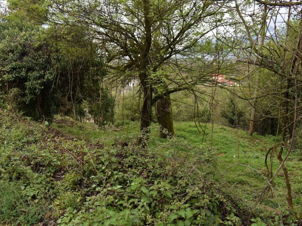 ΑΠΟΨΗ ΟΙΚΟΠΕΔΟΥ