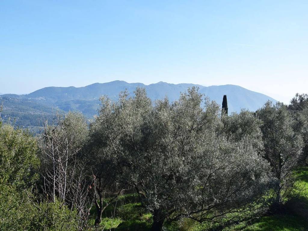 O peripoiemenos elaionas