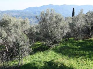 O peripoiemenos elaionas
