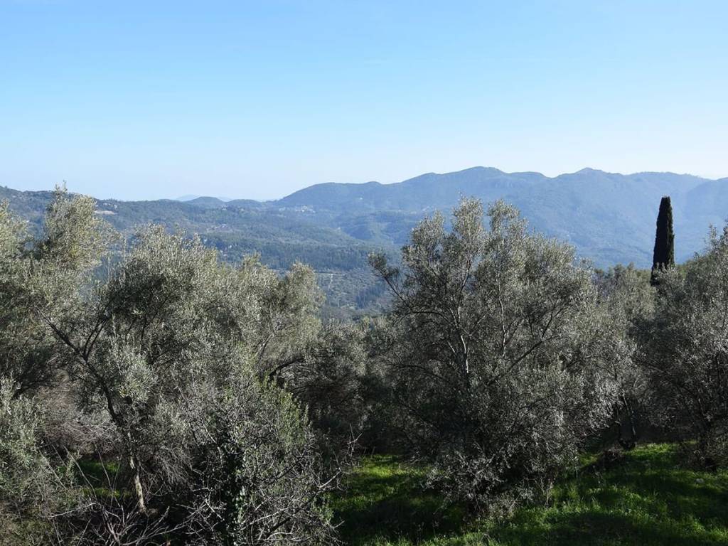 O peripoiemenos elaionas