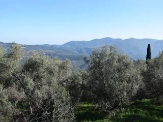 O peripoiemenos elaionas