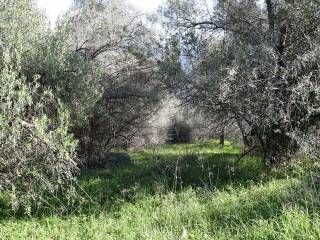 O peripoiemenos elaionas