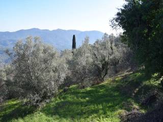 O peripoiemenos elaionas