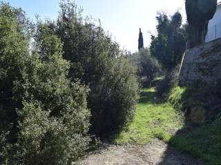 O peripoiemenos elaionas