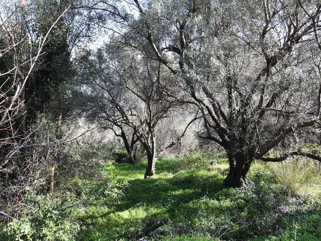 O peripoiemenos elaionas