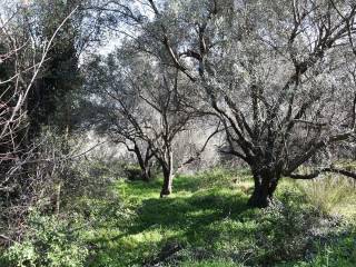 O peripoiemenos elaionas