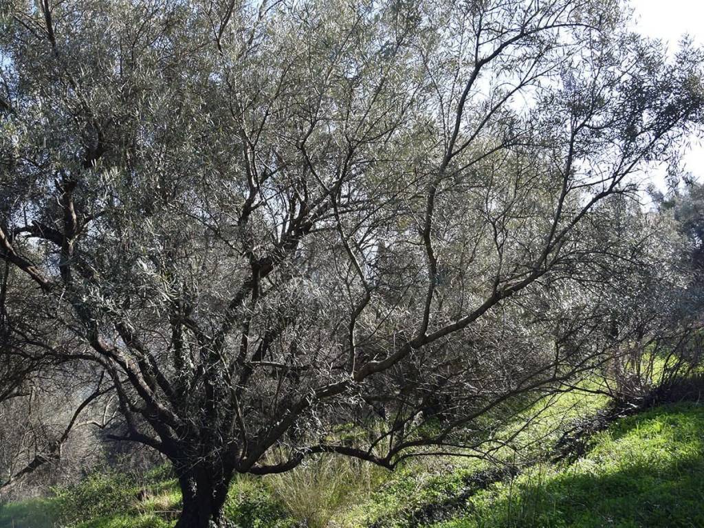 O peripoiemenos elaionas