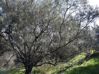 O peripoiemenos elaionas