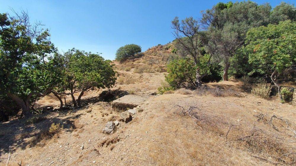 Άποψη αγροτεμαχίου #2