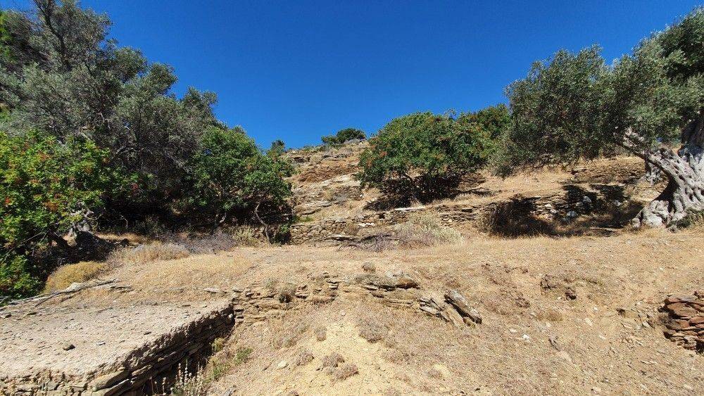 Άποψη αγροτεμαχίου #3