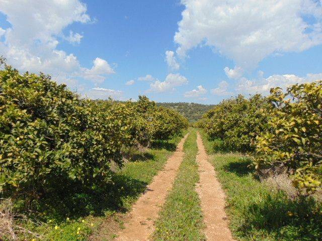 In the suburb of Nafplio are for sale buildable  plot 4,500