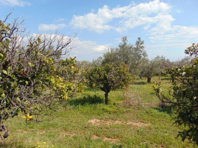 In the suburb of Nafplio are for sale buildable  plot 4,500