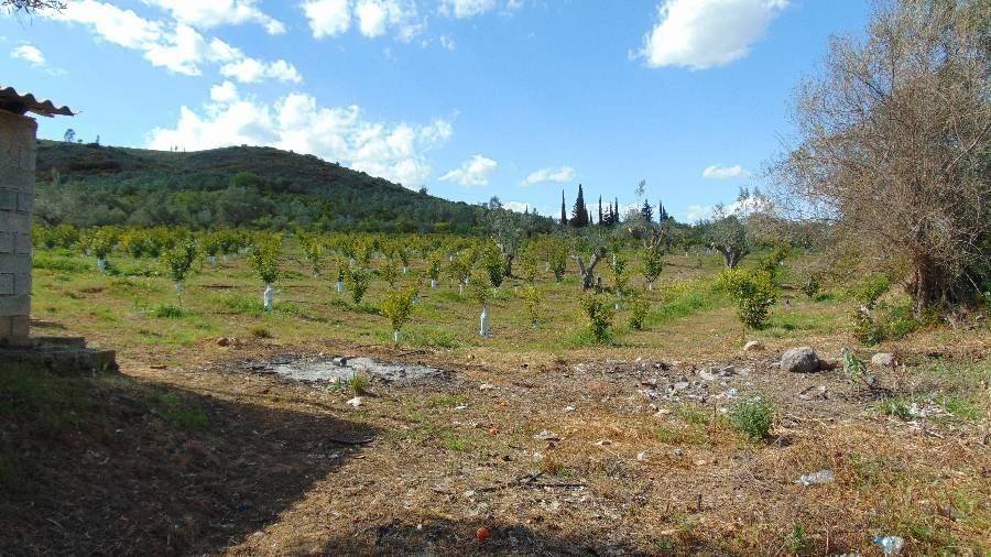 Tree spruce, total area 25 acres