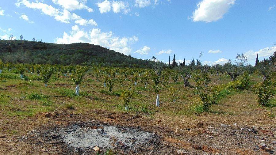 Tree spruce, total area 25 acres